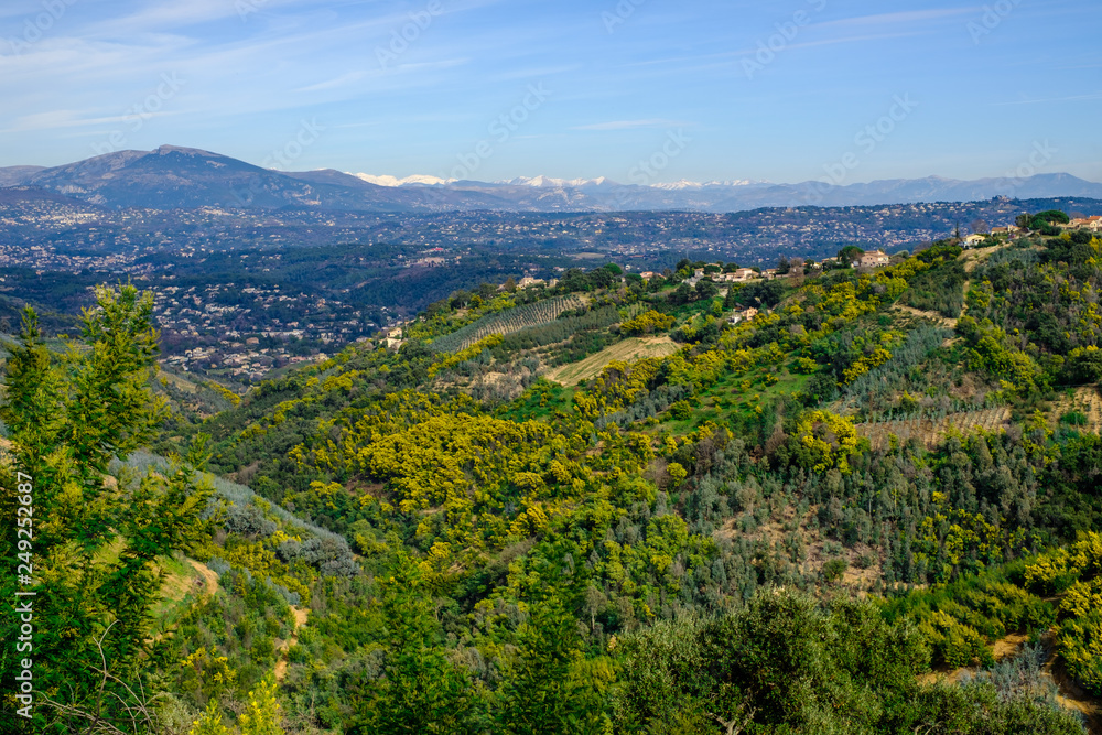 Vue panoramique sur le massif de Tanneron, arbres de mimosa en fleurs, Provence, sud de France.	