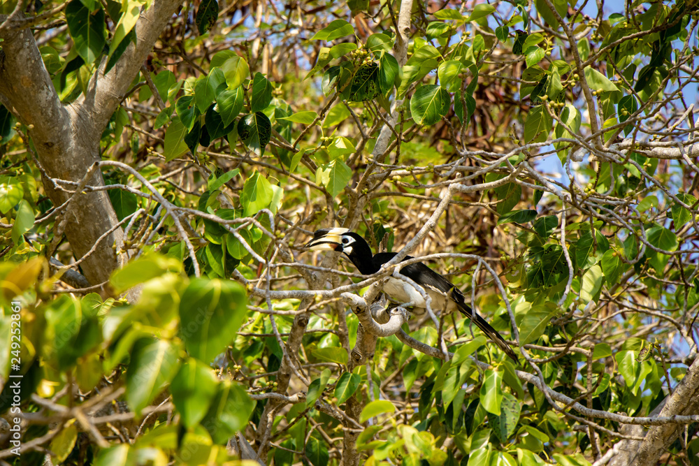 Hornbill and Trees in Phuket, Thailand