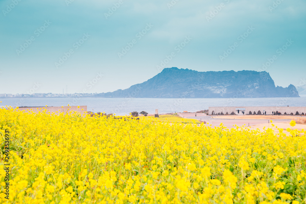 Seongsan Ilchulbong Tuff Cone and yellow rape flower field in Jeju Island, Korea