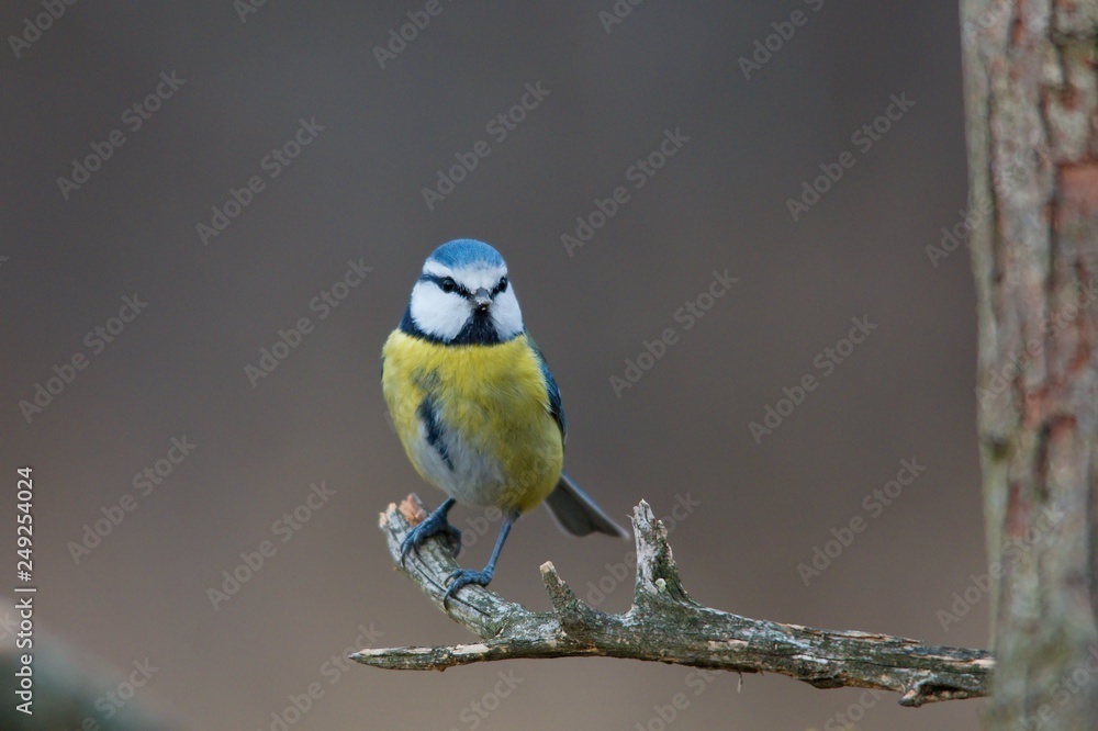Blue tit in natural environment, Danubian forest, Slovakia, Europe