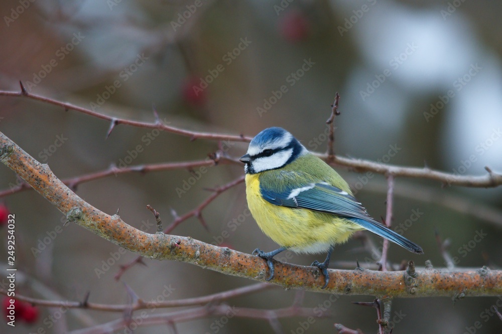 Blue tit in natural environment, Danubian forest, Slovakia, Europe