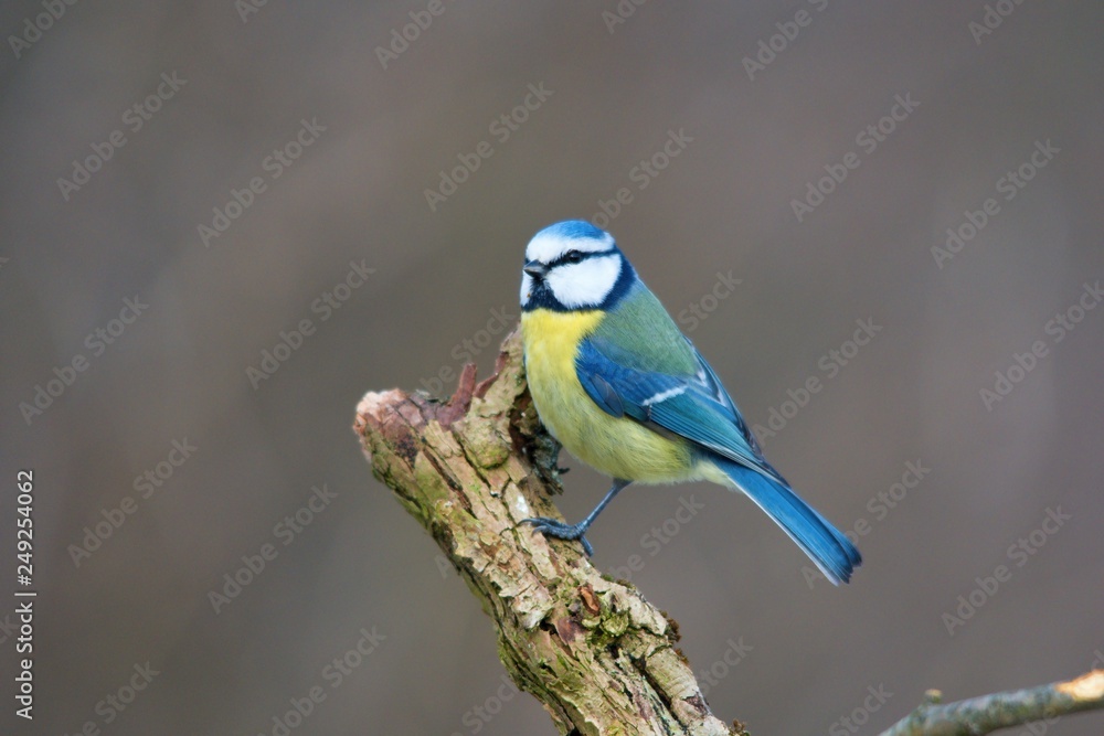 Obraz premium Blue tit in natural environment, Danubian forest, Slovakia, Europe
