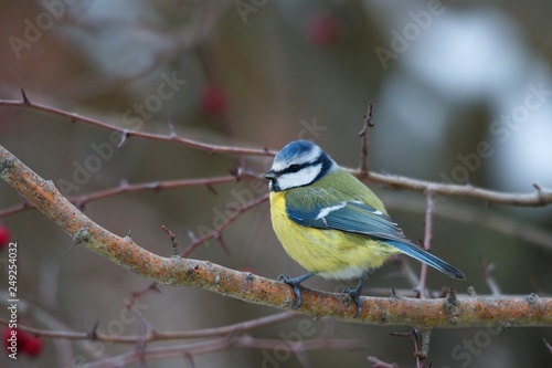 Blue tit in natural environment, Danubian forest, Slovakia, Europe © Tom