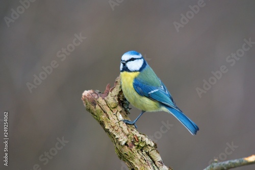 Blue tit in natural environment, Danubian forest, Slovakia, Europe © Tom