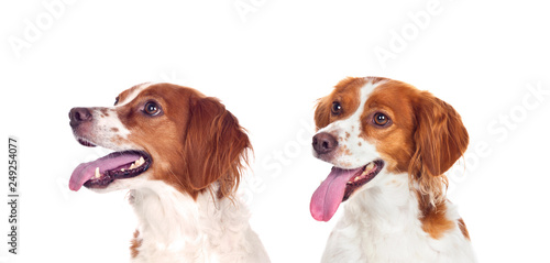 Beautiful portraits of dogs