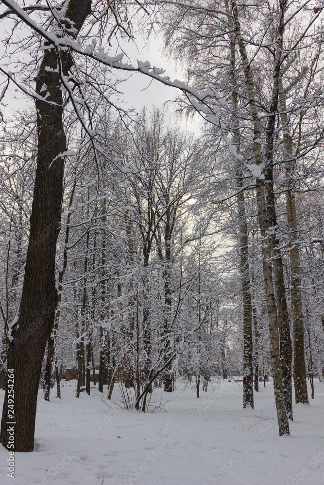 forest in winter forest in winter