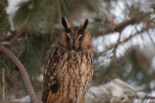 Long-eared Owl Birds
