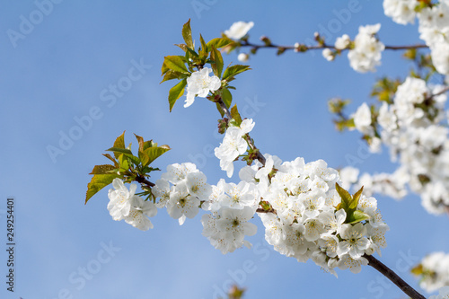 Branches of cherry tree in the period of spring flowering with blue sky on the background. © Vitalii M