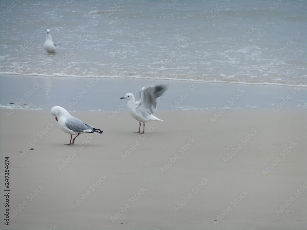 海鳥の羽ばたき 海鳥の羽ばたき