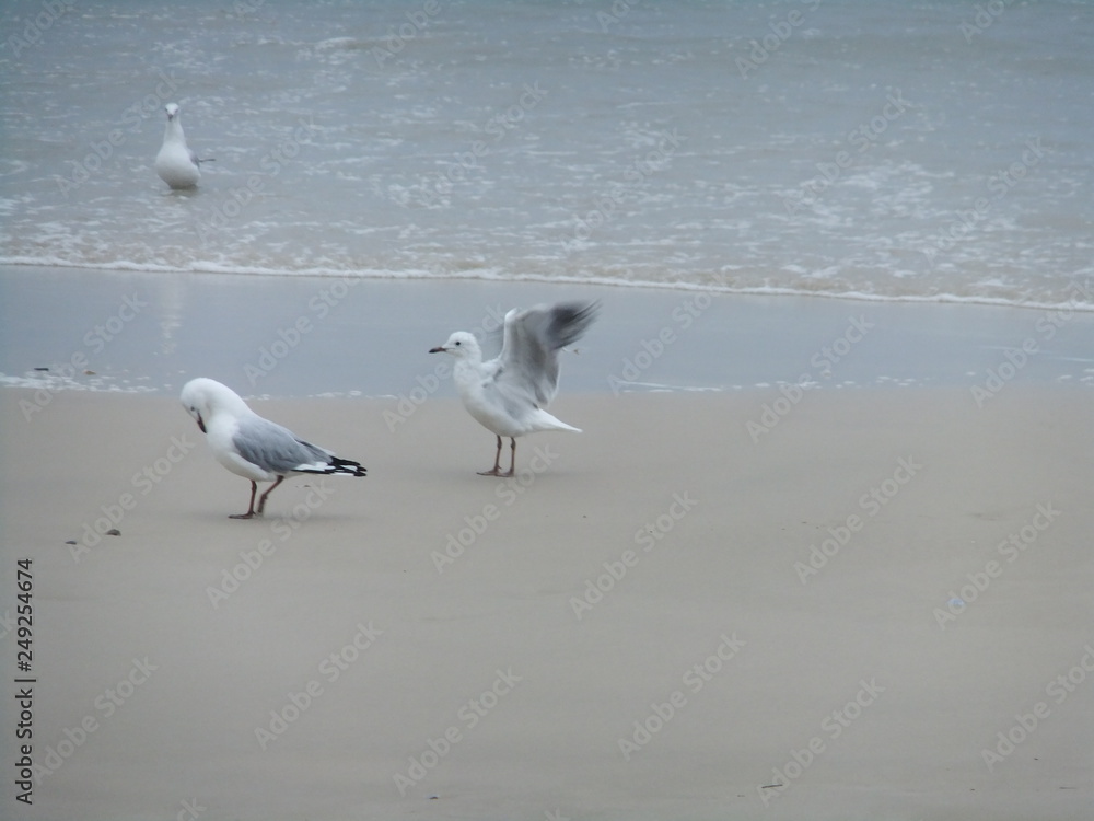 海鳥の羽ばたき