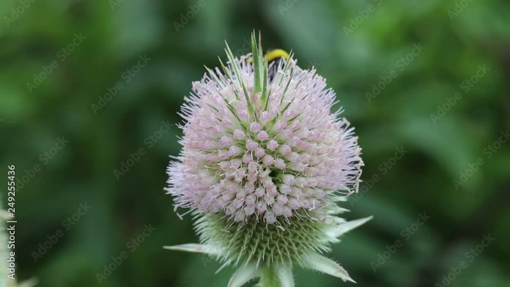 flowers and water drops