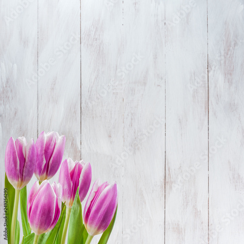 Fototapeta Naklejka Na Ścianę i Meble -  Tulip flowers on white boards