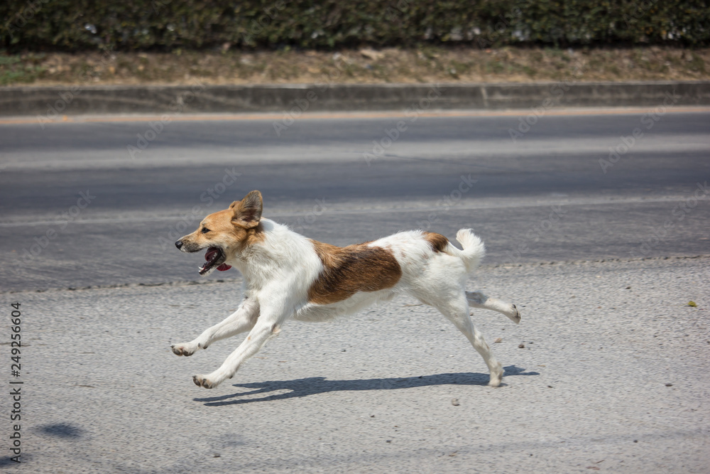 dog running side of highway road dog running side of highway road