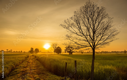 Rice fields at sunrise