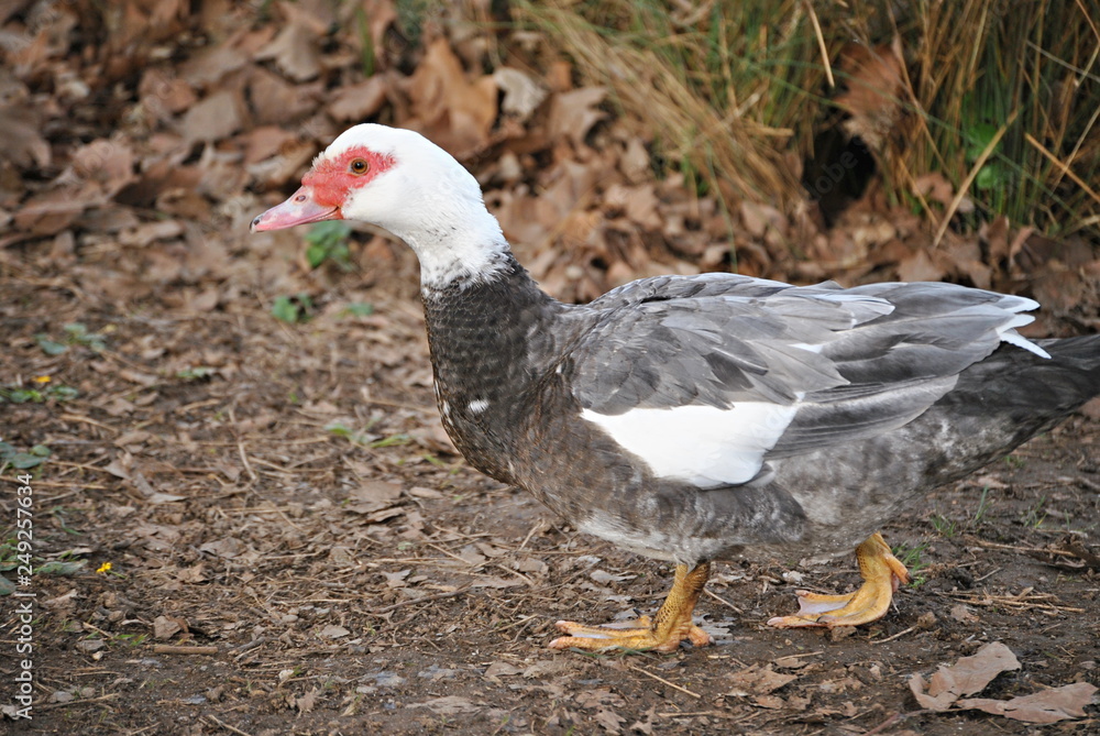 Canard de barbarie Canard de barbarie
