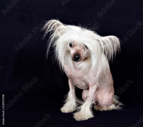 Portrait of breed Chinese Crested Hairless dog on a black background