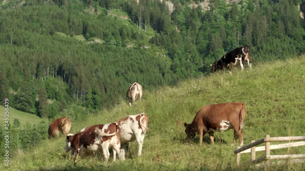 Cow herd on pasture in the mountainous Swiss Alps. Cow herd on pasture in the mountainous Swiss Alps.