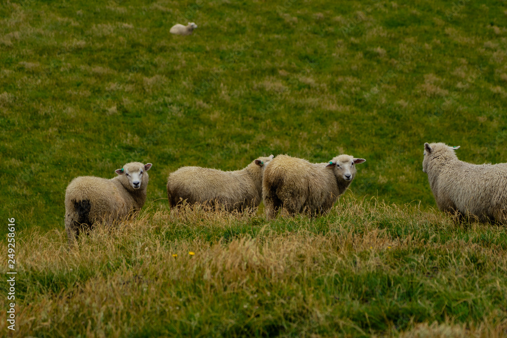 sheep on a field in the beautiful country New Zealand, lonely sheep at cape farewell