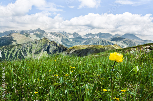 piękny górski krajobraz, kwiaty, Tatry