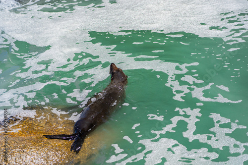 sea lion having fun in a little ocean pool in Westport New Zealand, amazing wild sea lion in the ocean of New Zealand, wildlife photography in New Zealand