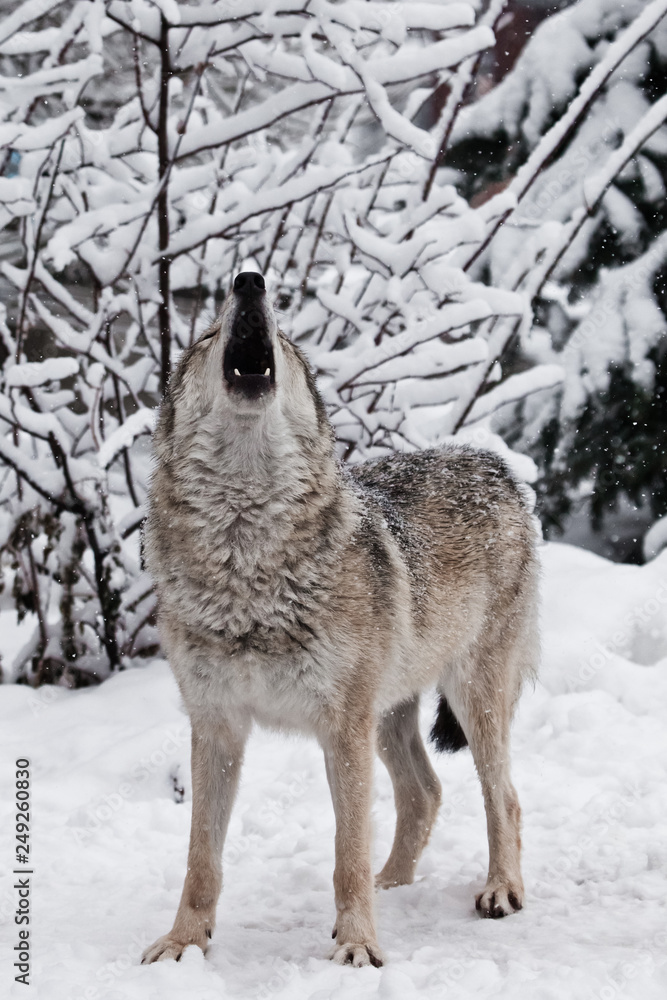 Song wolf full face view. A wolf (female wolf) howls (howling, screaming) lifting its muzzle upwards and opening its mouth in a winter snow-covered