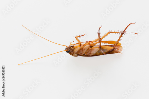 Cockroach isolated on white.
