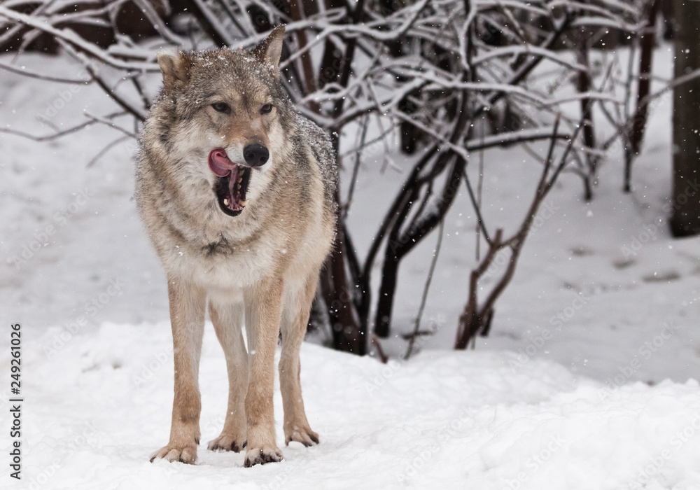 The wolf (female wolf) is deliciously licked, a beautiful animal under snowfall. Powerful predator