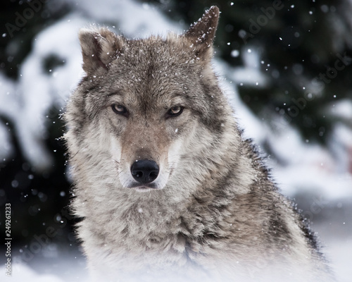 Portrait of a wolf (female wolf) close-up of the head of the beast with a severe look of stern eyes,
