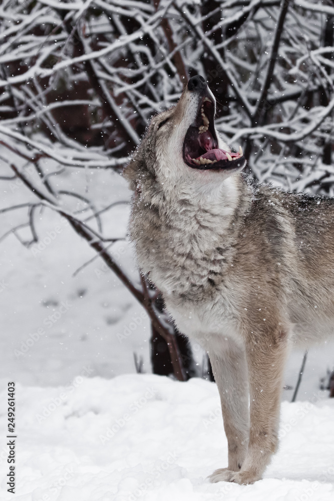 Naklejka premium The mouth of a howling wolf. A wolf (female wolf) howls (howling, screaming) lifting its muzzle upwards and opening its mouth in a winter snow-covered forest, a beautiful