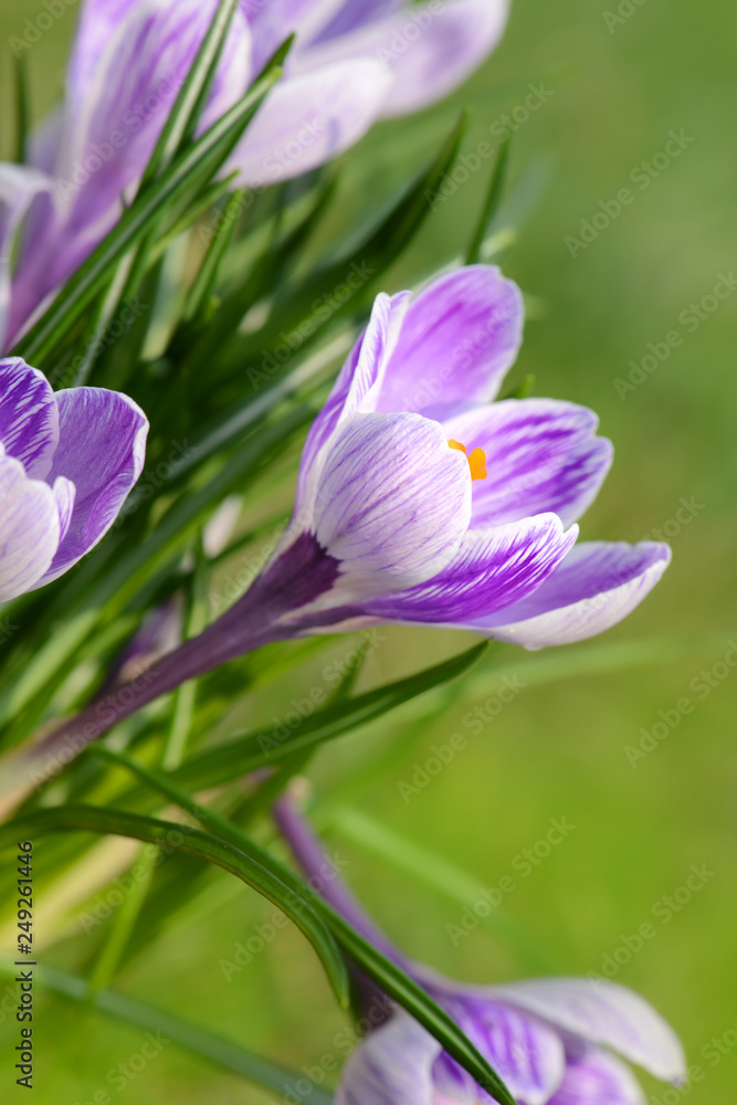 Fototapeta premium Blumen 1009