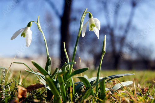 Close-up of Galanthus in the spring © 13threephotography