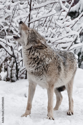 A wolf  female wolf  howls  howling  screaming  lifting its muzzle upwards and opening its mouth in a winter snow-covered forest  a beautiful
