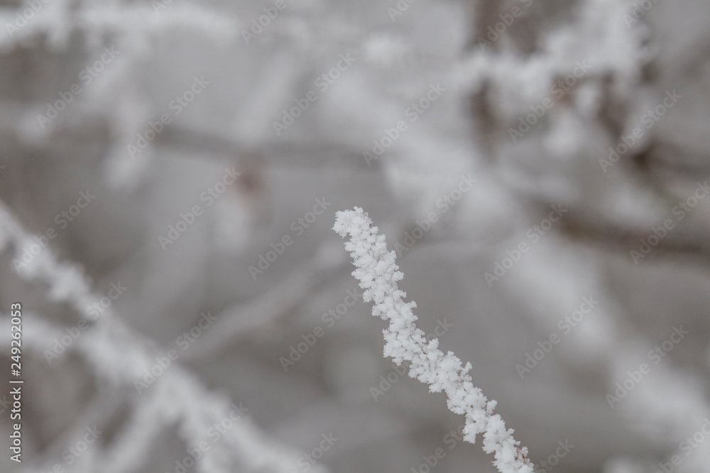 iced branches over running water