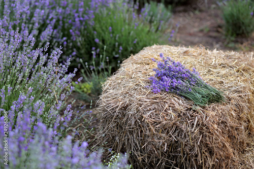 A bunch of lavender lies on a haystack in the middle of a lavender field.