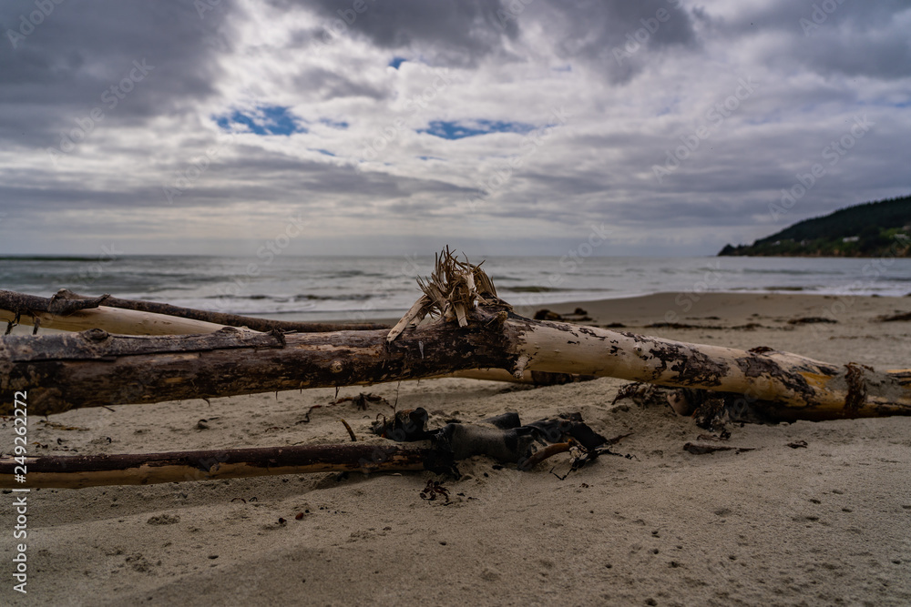 old tree laying on the beach in New Zealand, dead tree on the beach, dead tree in front of the ocean on the beach with clouds and waves in the background, amazing beach with a tree 