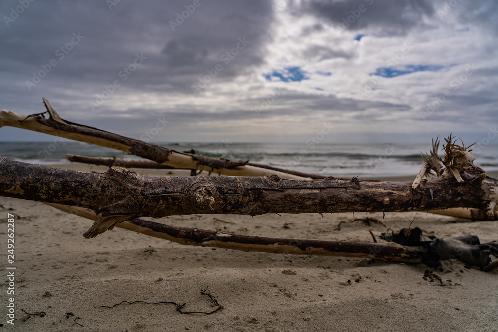 old tree laying on the beach in New Zealand, dead tree on the beach, dead tree in front of the ocean on the beach with clouds and waves in the background, amazing beach with a tree 