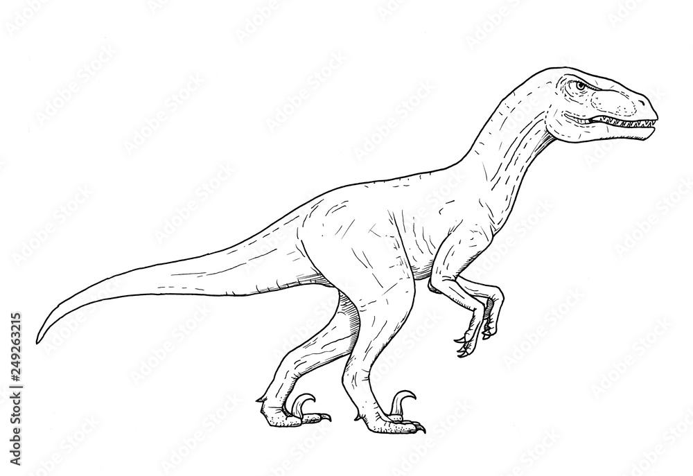 Drawing of dinosaur - hand sketch of velociraptor, black and white illustration Drawing of dinosaur - hand sketch of velociraptor, black and white illustration