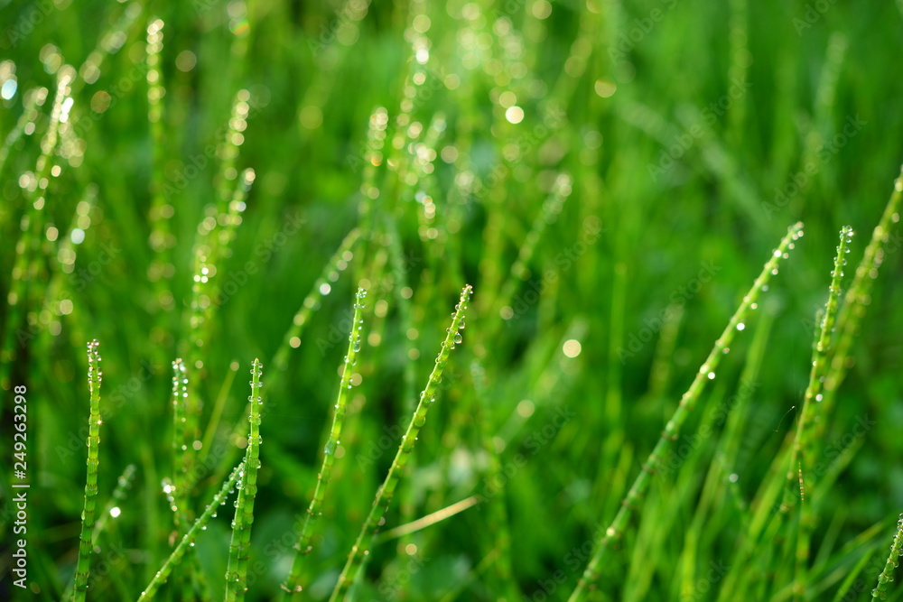 Horsetail green spring fresh forest thickets of grass in drops of morning dew sparkling in the sunlight
