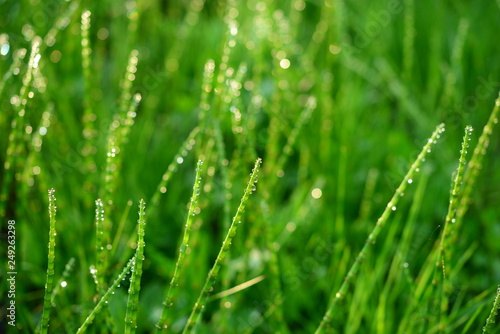 Horsetail green spring fresh forest thickets of grass in drops of morning dew sparkling in the sunlight