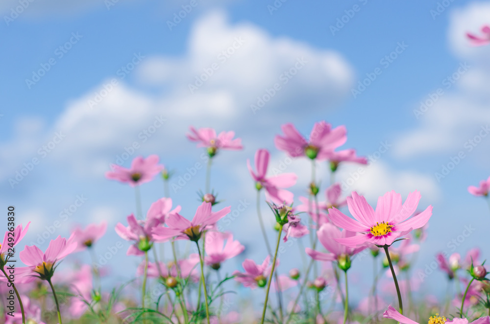 .Pink and white cosmos flowers garden..