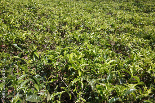Tea plantation in Sri Lankan Central Highlands. Harvesting, agricultural, local business concept.