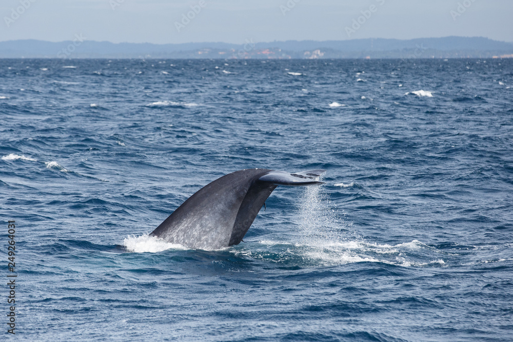Blue whale watching safari in Sri Lanka. Blue whale in the open sea. Tail of big blue whale.
