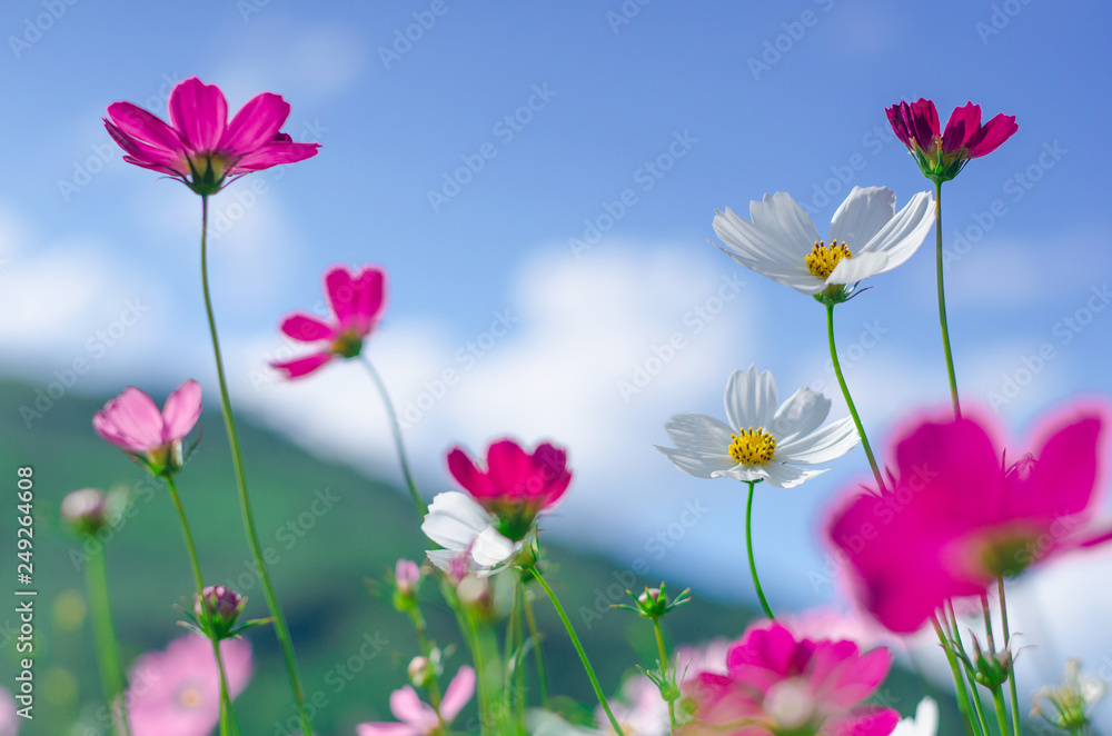 Obraz premium .Pink and white cosmos flowers garden..