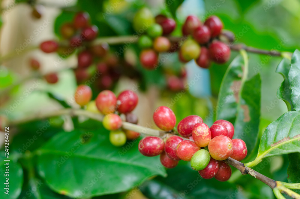 coffee fruit in coffee farm,doffee seed coffee fruit in coffee farm,doffee seed