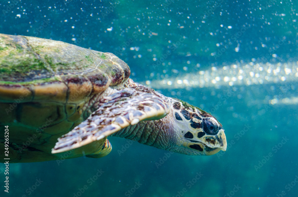 Fototapeta premium Turtle swimming in sea