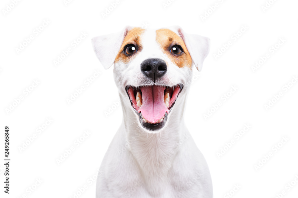 Portrait of a funny dog Jack Russell Terrier, closeup, isolated on white background