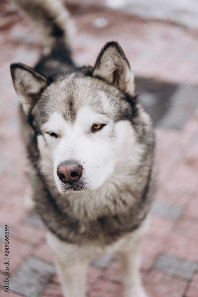 portrait of funny dog alaskan malamute. selective focus portrait of funny dog alaskan malamute. selective focus