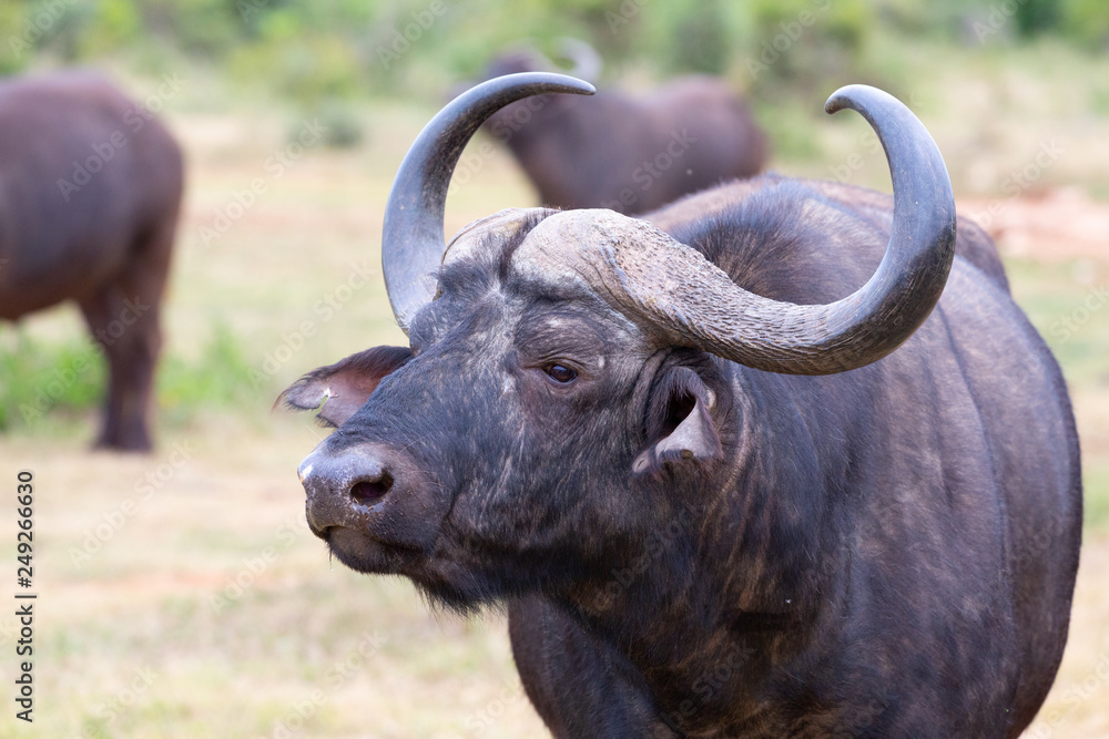 buffalo buffalo