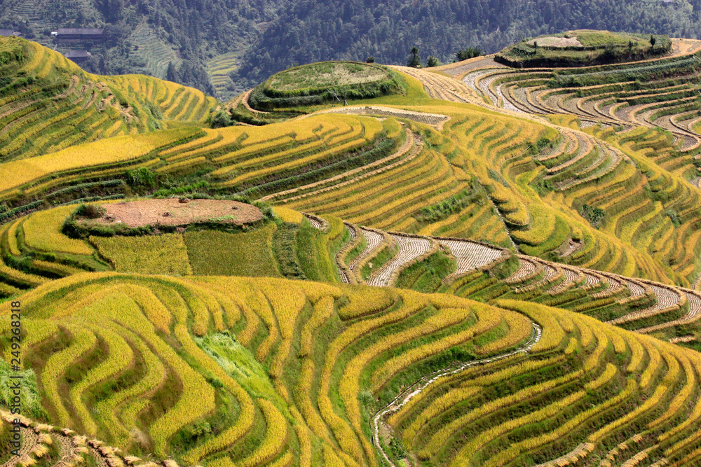 The yellow green Longsheng Rice Terraces Dragon's Backbone also known as Longji Rice Terraces