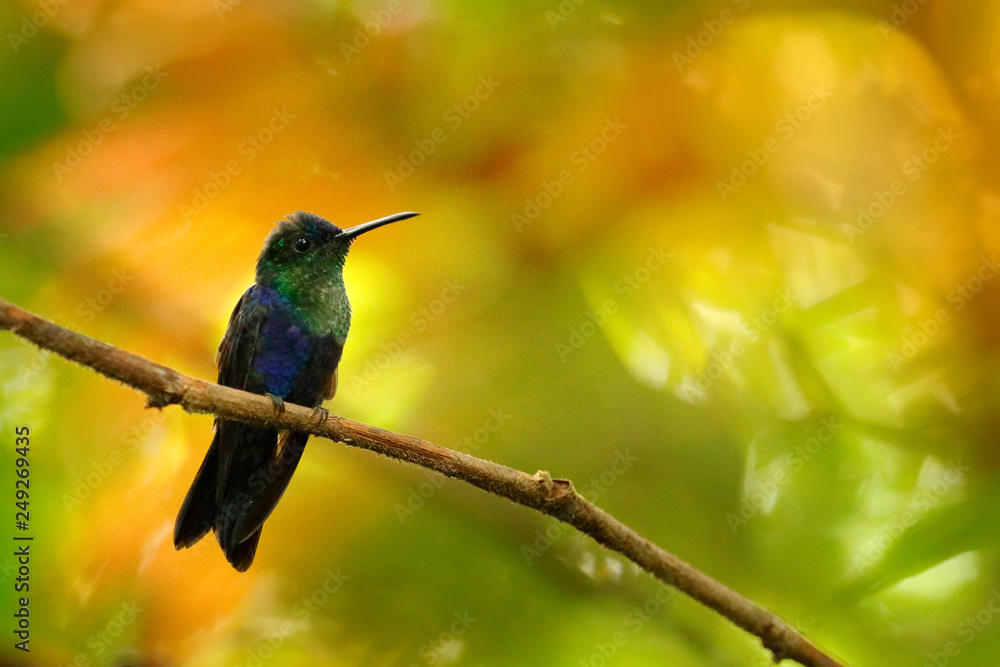 Fototapeta premium Green-crowned Woodnymph, Thalurania colombica, hummingbird in the nature tropic forest habitat, wildlofe Costa Rica. Scene in tropical jungle, bird sitting on the branch,.